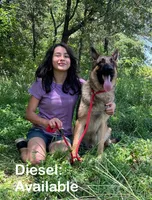 Diesel AKC Registered, a male German Shepherd Dog for sale in Streetman, TX – Photo 2 of 9