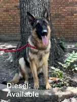 Diesel AKC Registered, a male German Shepherd Dog for sale in Streetman, TX – Photo 3 of 9
