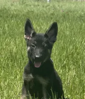 Sussie , a female German Shepherd Dog for sale in Streetman, TX – Photo 3 of 8