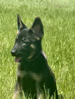 Sussie , a female German Shepherd Dog for sale in Streetman, TX – Photo 4 of 8