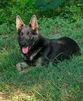 Sussie , a female German Shepherd Dog for sale in Streetman, TX – Photo 6 of 8