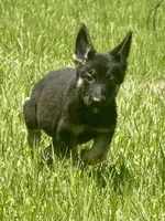 Sussie , a female German Shepherd Dog for sale in Streetman, TX – Photo 2 of 8