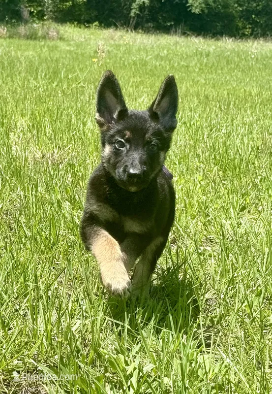 Sussie  – German Shepherd Dog puppy for sale in Streetman, TX