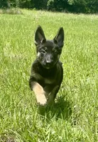 Sussie , a female German Shepherd Dog for sale in Streetman, TX – Photo 1 of 8