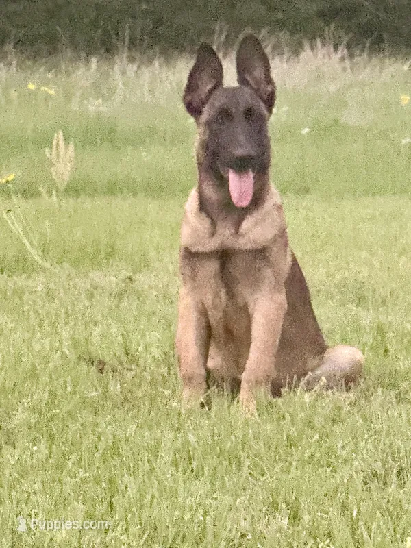 Raven – Belgian Malinois, German Shepherd Dog puppy for sale in Streetman, TX