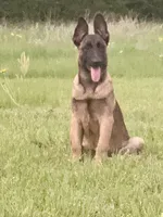 Raven, a female Belgian Malinois and German Shepherd Dog for sale in Streetman, TX – 1 of 9
