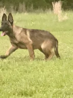 Raven, a female Belgian Malinois and German Shepherd Dog for sale in Streetman, TX – 2 of 9