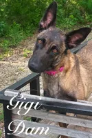 Raven, a female Belgian Malinois and German Shepherd Dog for sale in Streetman, TX – 8 of 9