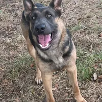 Raven, a female Belgian Malinois and German Shepherd Dog for sale in Streetman, TX – Photo 5 of 7