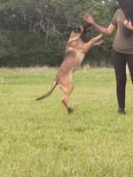 Raven, a female Belgian Malinois and German Shepherd Dog for sale in Streetman, TX – 5 of 9