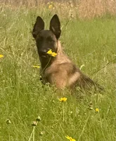 Raven, a female Belgian Malinois and German Shepherd Dog for sale in Streetman, TX – 3 of 9
