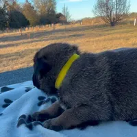 Raven, a female Belgian Malinois and German Shepherd Dog for sale in Streetman, TX – Photo 2 of 7