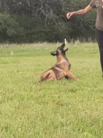 Raven, a female Belgian Malinois and German Shepherd Dog for sale in Streetman, TX – 4 of 9