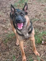 Raven, a female Belgian Malinois and German Shepherd Dog for sale in Streetman, TX – 7 of 9