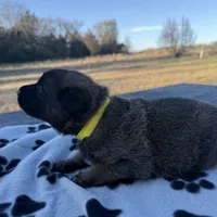 Raven, a female Belgian Malinois and German Shepherd Dog for sale in Streetman, TX – Photo 1 of 7
