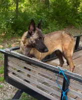 Raven, a female Belgian Malinois and German Shepherd Dog for sale in Streetman, TX – 9 of 9