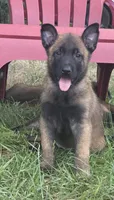 Hawk, a male Belgian Malinois for sale in Streetman, TX – 4 of 6