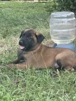 Gator, a male Belgian Malinois for sale in Streetman, TX – 3 of 6