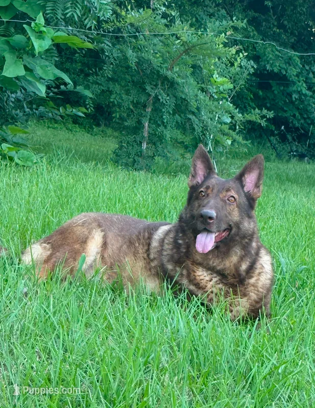 Sasha  – German Shepherd Dog puppy for sale in Streetman, TX