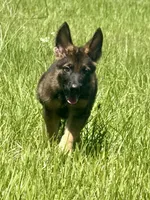 Bax, a male German Shepherd Dog for sale in Streetman, TX – 1 of 7