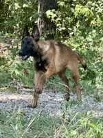 Cookie, a female Belgian Malinois and German Shepherd Dog for sale in Streetman, TX – 2 of 8