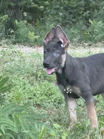 Delta , a female German Shepherd Dog for sale in Streetman, TX – 2 of 6