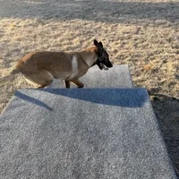 Ranger, a male Belgian Malinois for sale in Streetman, TX – Photo 5 of 7