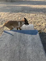 Ranger, a male Belgian Malinois for sale in Streetman, TX – Photo 5 of 7