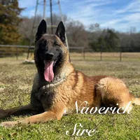 Ranger, a male Belgian Malinois for sale in Streetman, TX – Photo 6 of 7
