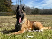 Ranger, a male Belgian Malinois for sale in Streetman, TX – Photo 6 of 7