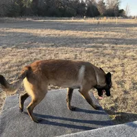 Ranger, a male Belgian Malinois for sale in Streetman, TX – Photo 4 of 7