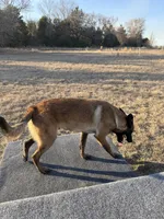 Ranger, a male Belgian Malinois for sale in Streetman, TX – Photo 4 of 7