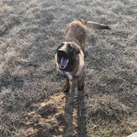 Ranger, a male Belgian Malinois for sale in Streetman, TX – Photo 3 of 7
