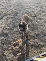 Ranger, a male Belgian Malinois for sale in Streetman, TX – Photo 3 of 7