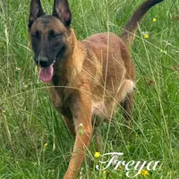 Ranger, a male Belgian Malinois for sale in Streetman, TX – Photo 7 of 7