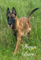 Ranger, a male Belgian Malinois for sale in Streetman, TX – Photo 7 of 7