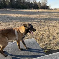 Ranger, a male Belgian Malinois for sale in Streetman, TX – Photo 2 of 7