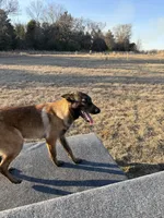 Ranger, a male Belgian Malinois for sale in Streetman, TX – Photo 2 of 7