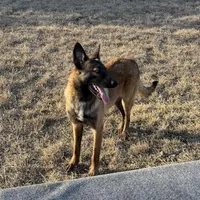 Ranger, a male Belgian Malinois for sale in Streetman, TX – Photo 1 of 7