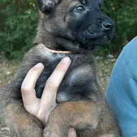 Annika, a female Belgian Malinois for sale in Streetman, TX – Photo 2 of 8