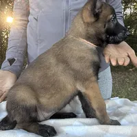 Annika, a female Belgian Malinois for sale in Streetman, TX – Photo 4 of 8