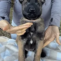 Annika, a female Belgian Malinois for sale in Streetman, TX – Photo 3 of 8