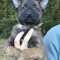 Annika, a female Belgian Malinois for sale in Streetman, TX – Photo 1 of 8