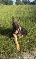 Millie, a female German Shepherd Dog for sale in Streetman, TX – 2 of 8