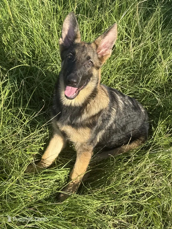Millie – German Shepherd Dog puppy for sale in Streetman, TX
