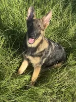 Millie, a female German Shepherd Dog for sale in Streetman, TX – 1 of 8