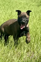 Stryder, a male Belgian Malinois for sale in Streetman, TX – 2 of 7