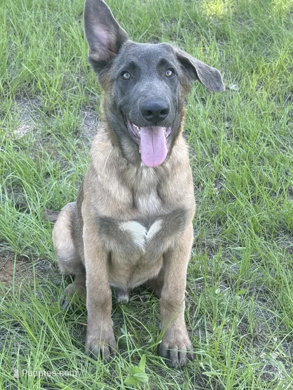 Radar – Belgian Malinois, German Shepherd Dog puppy for sale in Streetman, TX