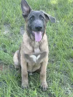 Radar, a male Belgian Malinois and German Shepherd Dog for sale in Streetman, TX – 1 of 9