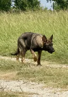 Bax, a male German Shepherd Dog for sale in Streetman, TX – 4 of 8